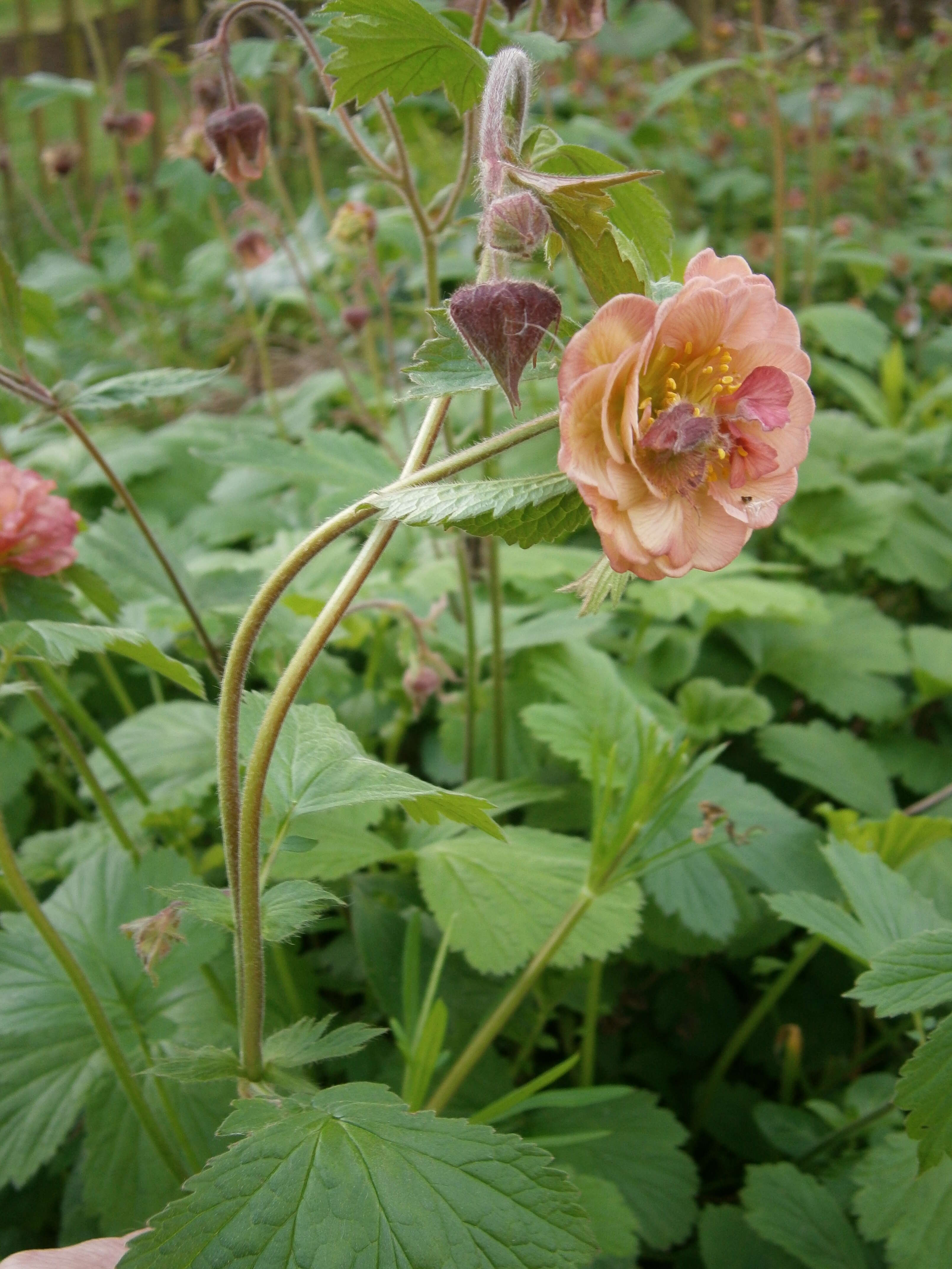 Image of Water Avens