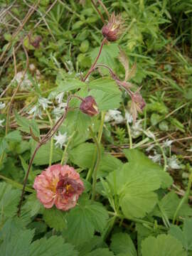 Image of Water Avens