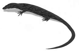 Image of Panay Monitor Lizard