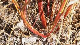 Image of slender woolly buckwheat