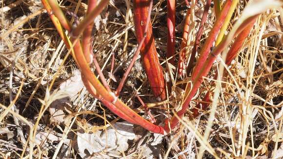 Imagem de Eriogonum gracile Benth.