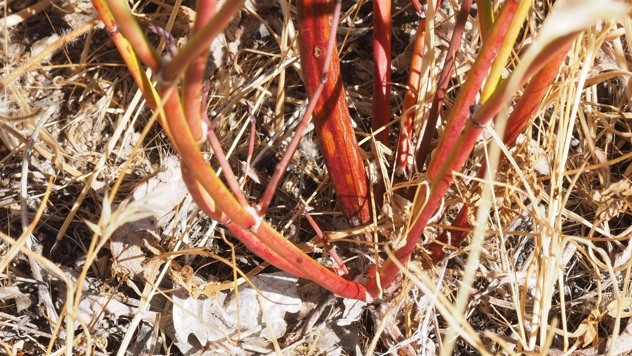 Image of slender woolly buckwheat
