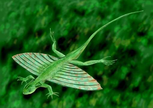 صورة unclassified Iguania