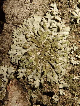 Image of wreath lichen