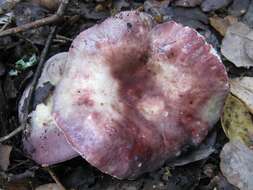 Imagem de Russula graveolens Romell 1885