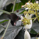 Parides sesostris (Cramer (1779)) resmi