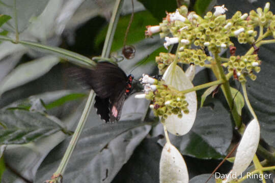 Parides sesostris (Cramer (1779)) resmi