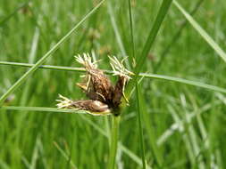 Imagem de Bolboschoenus planiculmis (F. Schmidt) T. V. Egorova