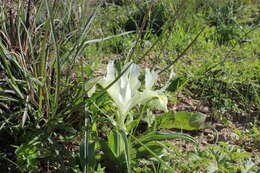 Iris palaestina (Baker) Barbey的圖片