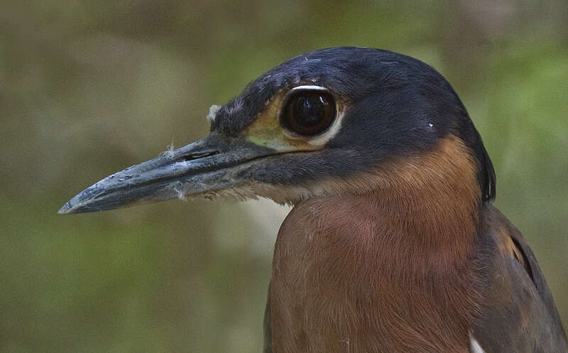 Image of White-backed Night Heron