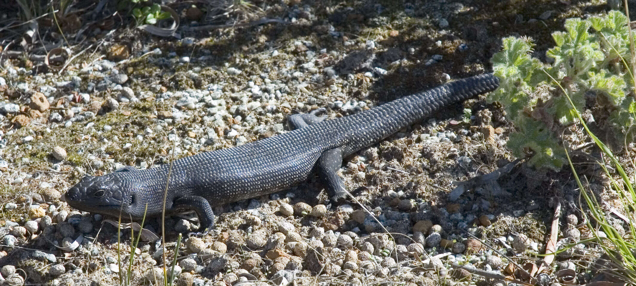 Image of Land Mullet