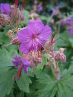 Imagem de Geranium macrorrhizum L.