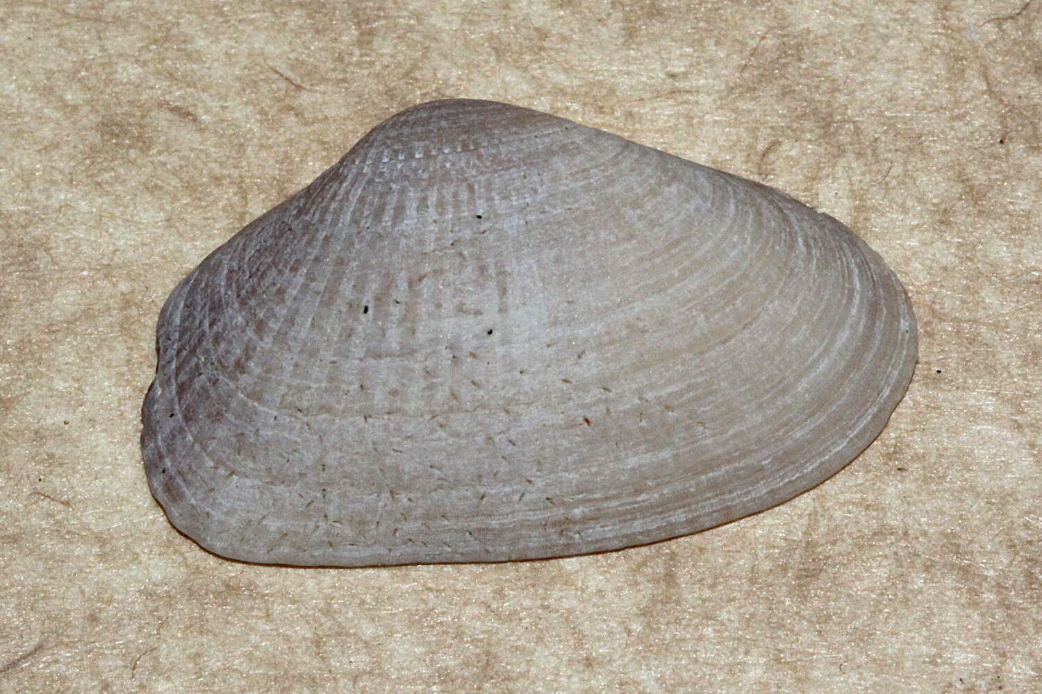 Image of Hemidonax dactylus Hedley 1923