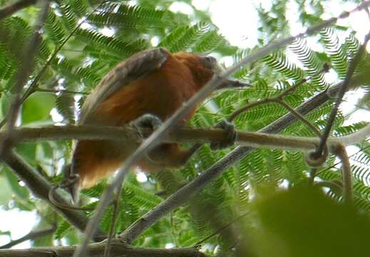 Image of Chestnut Piculet