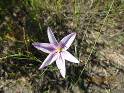 Gladiolus quadrangulus (D. Delaroche) Barnard resmi