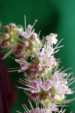 Image of Mentha spicata subsp. condensata (Briq.) Greuter & Burdet