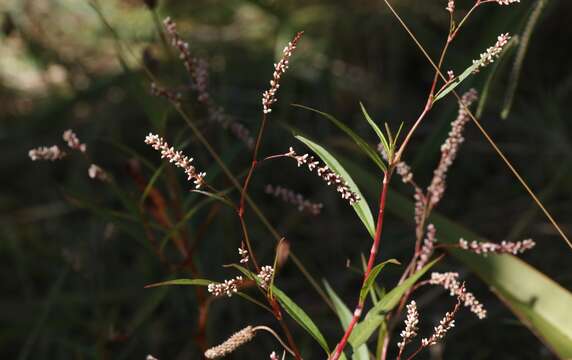 Слика од Persicaria decipiens (R. Br.) K. L. Wilson