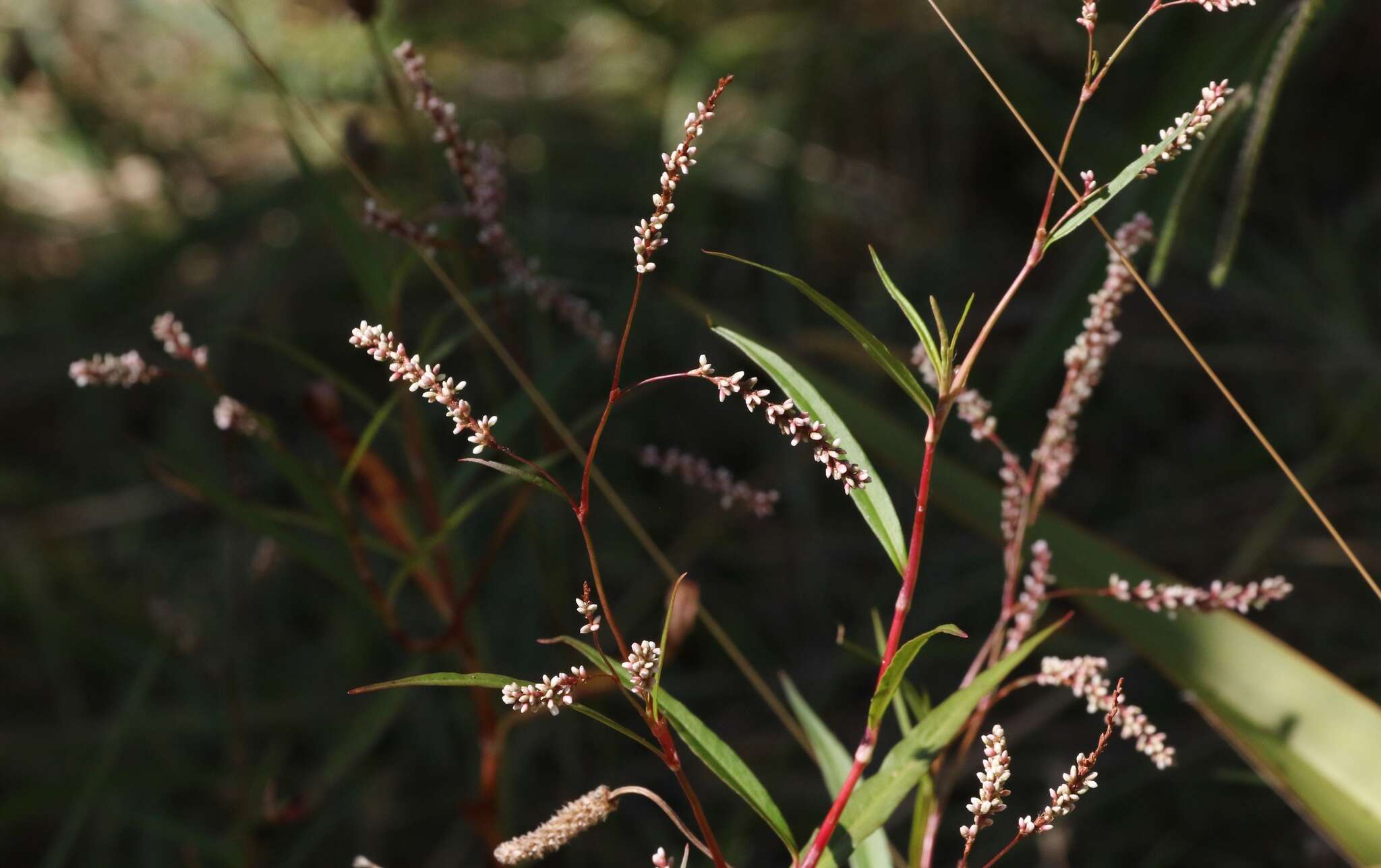 Image of Snake-root