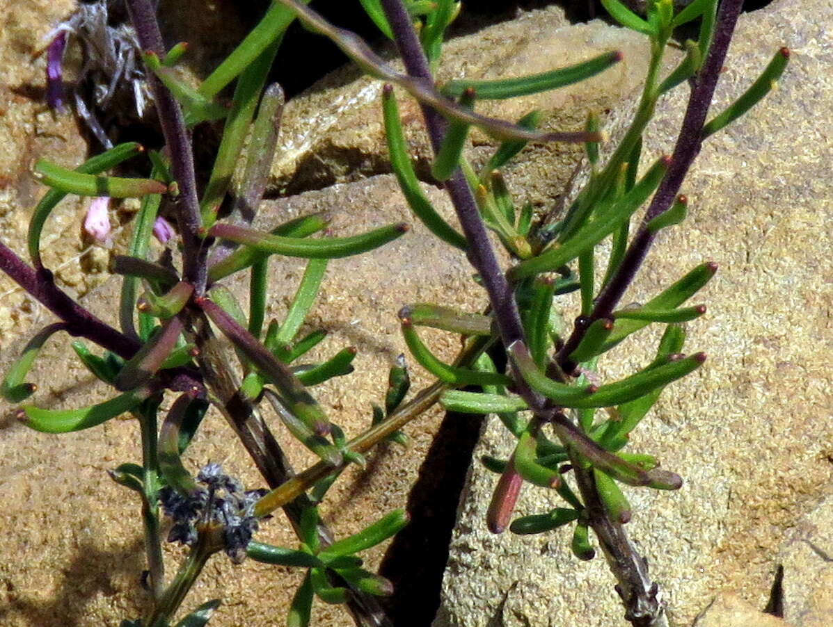 Image of Heliophila suavissima Burch. ex DC.