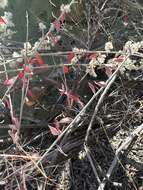 Image of Texas shrub