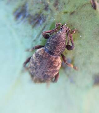 Image of Weevil