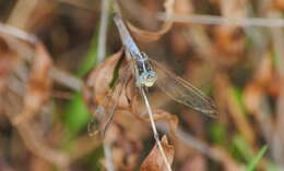 Image de Dasythemis mincki (Karsch 1890)