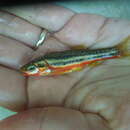 Image of Southern Redbelly Dace