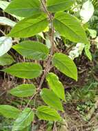 Image of Lonicera hypoglauca Miq.