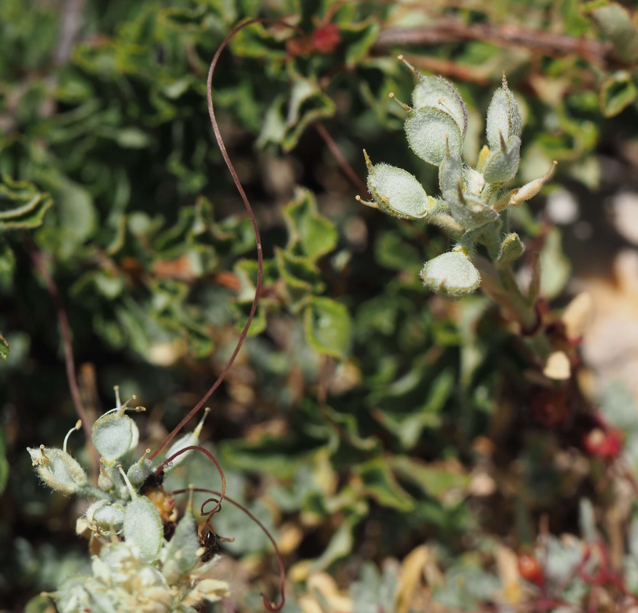 Слика од Alyssum baumgartnerianum Bornm.