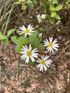 Image of Olearia tomentosa (Wendl.) DC.