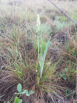 Image of Albuca virens subsp. virens