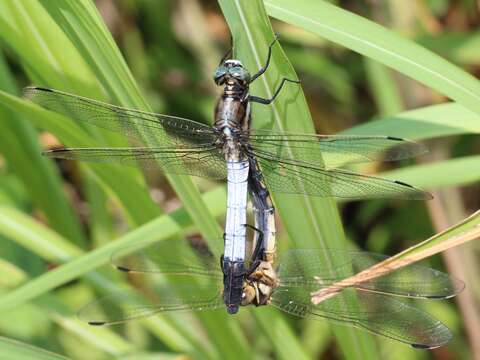 Sivun Orthetrum albistylum (Selys 1848) kuva