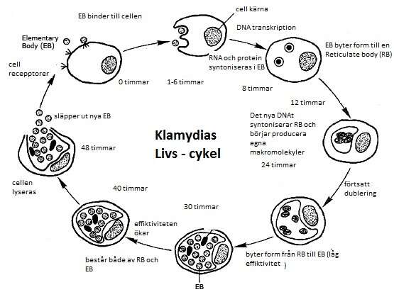 Image of Chlamydia