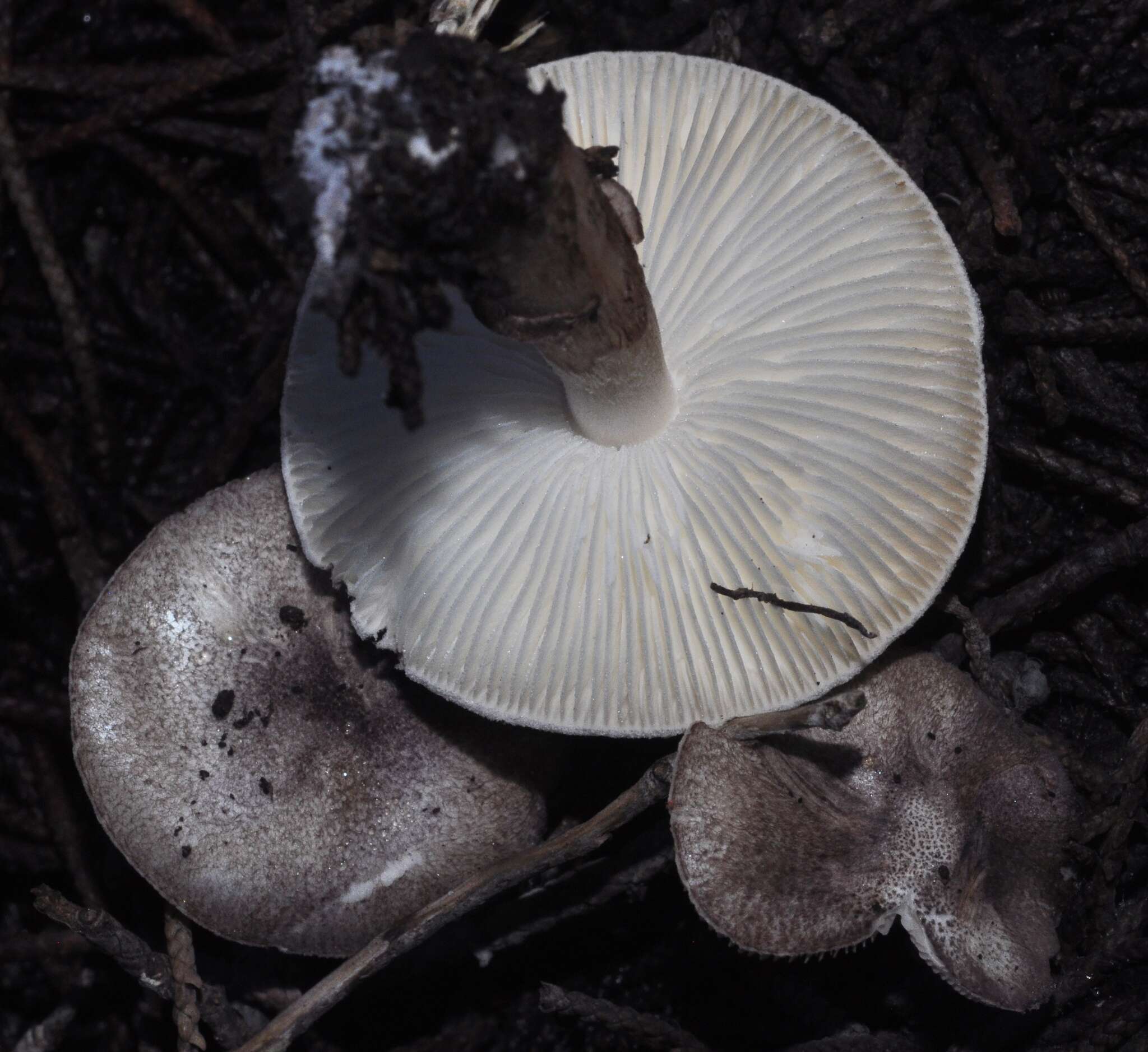 Image de Leucoagaricus ionidicolor Bellù & Lanzoni 1988