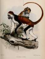 Image of Kirk's Red Colobus