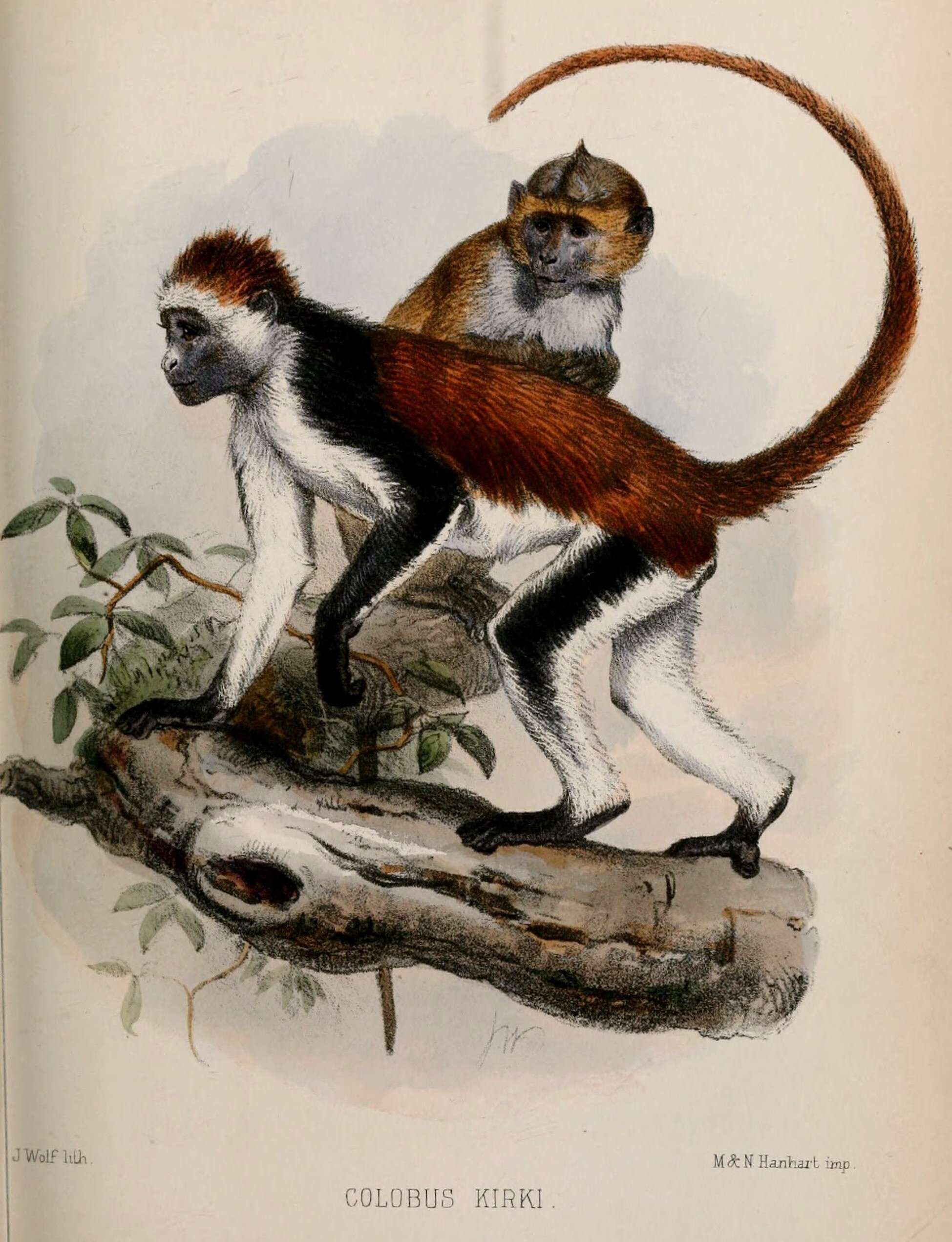 Слика од Piliocolobus kirkii (Gray 1868)