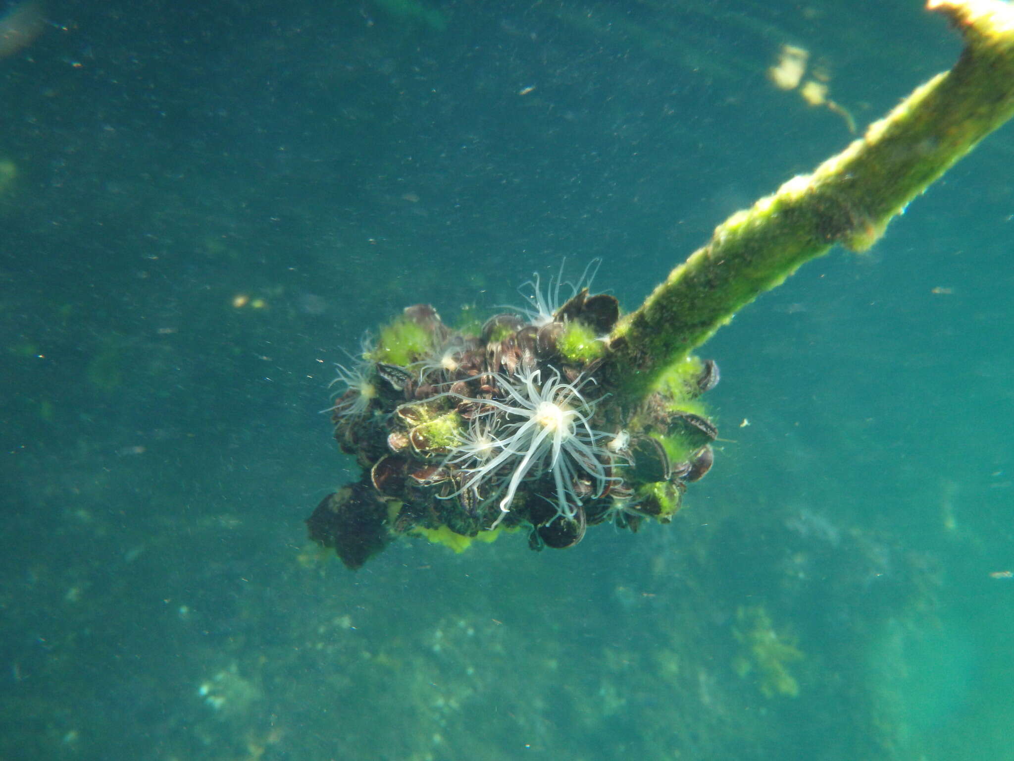 Image of Jellyfish-eating anemone