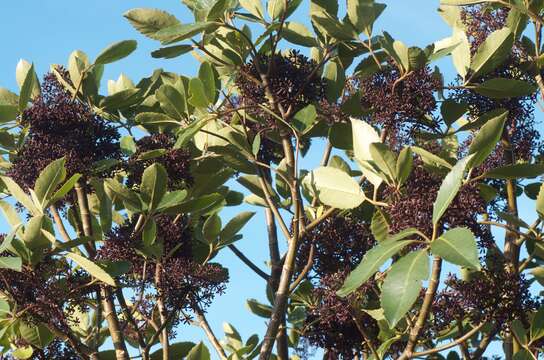 Image of Neopanax arboreus (L. fil.) Allan