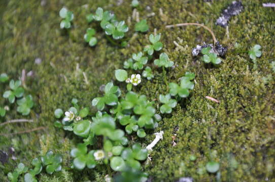 Image of weak saxifrage