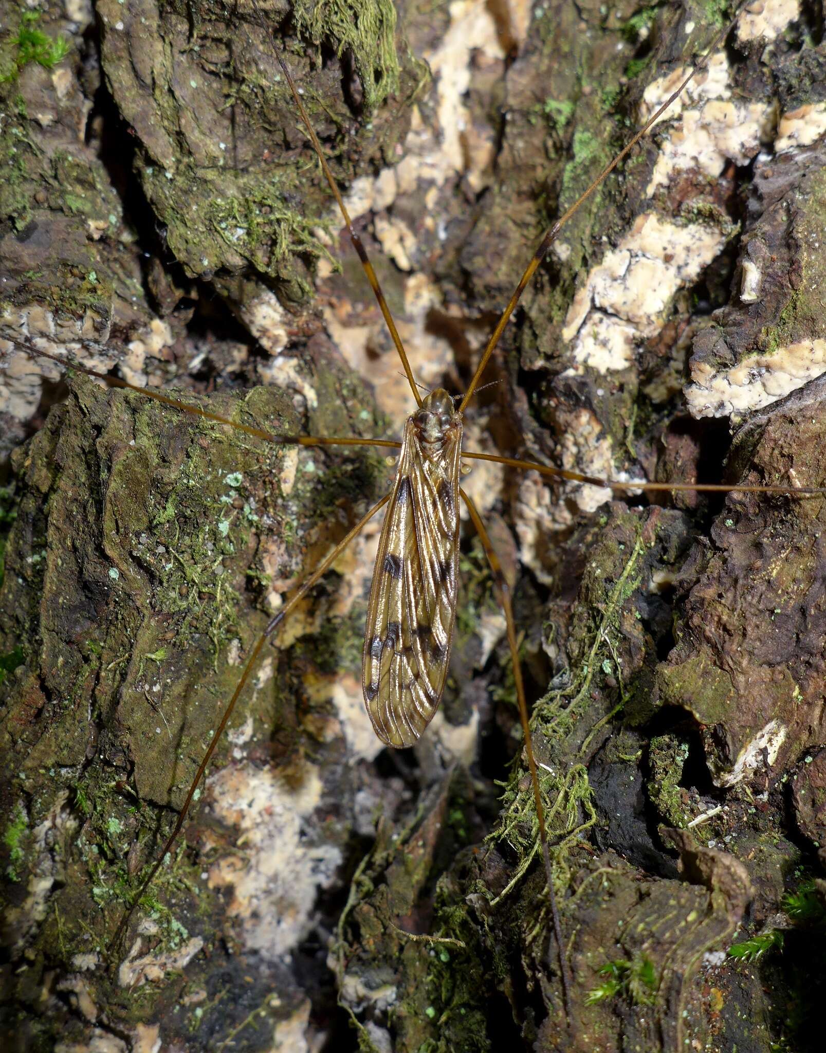 Image of Metalimnobia (Metalimnobia) quadrimaculata (Linnaeus 1760)