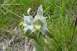 Image of Chloraea