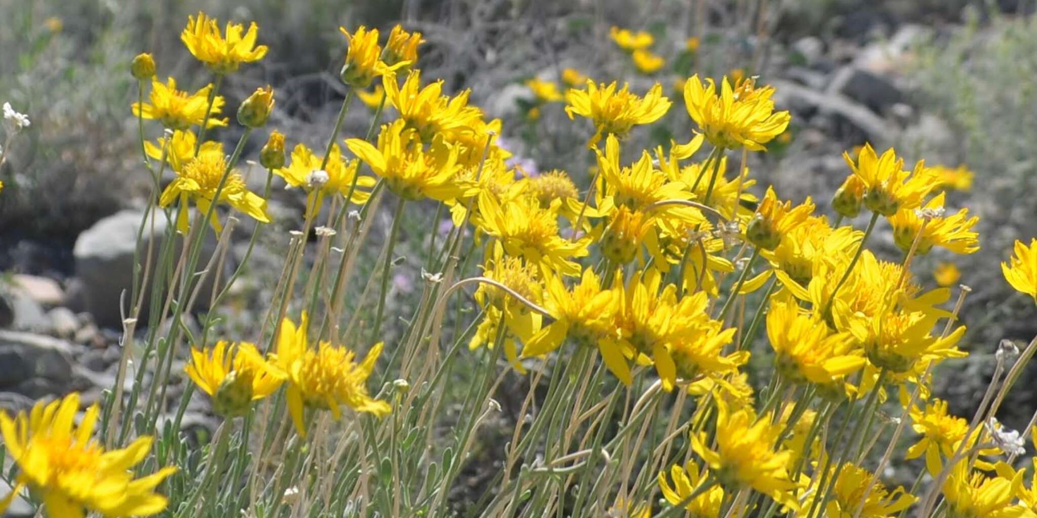 Image of Shockley's goldenhead