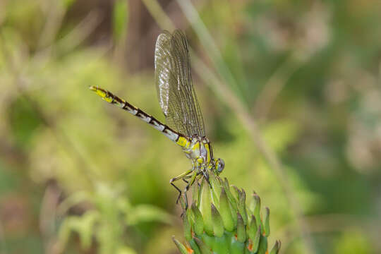 صورة Phanogomphus militaris (Hagen ex Selys 1858)