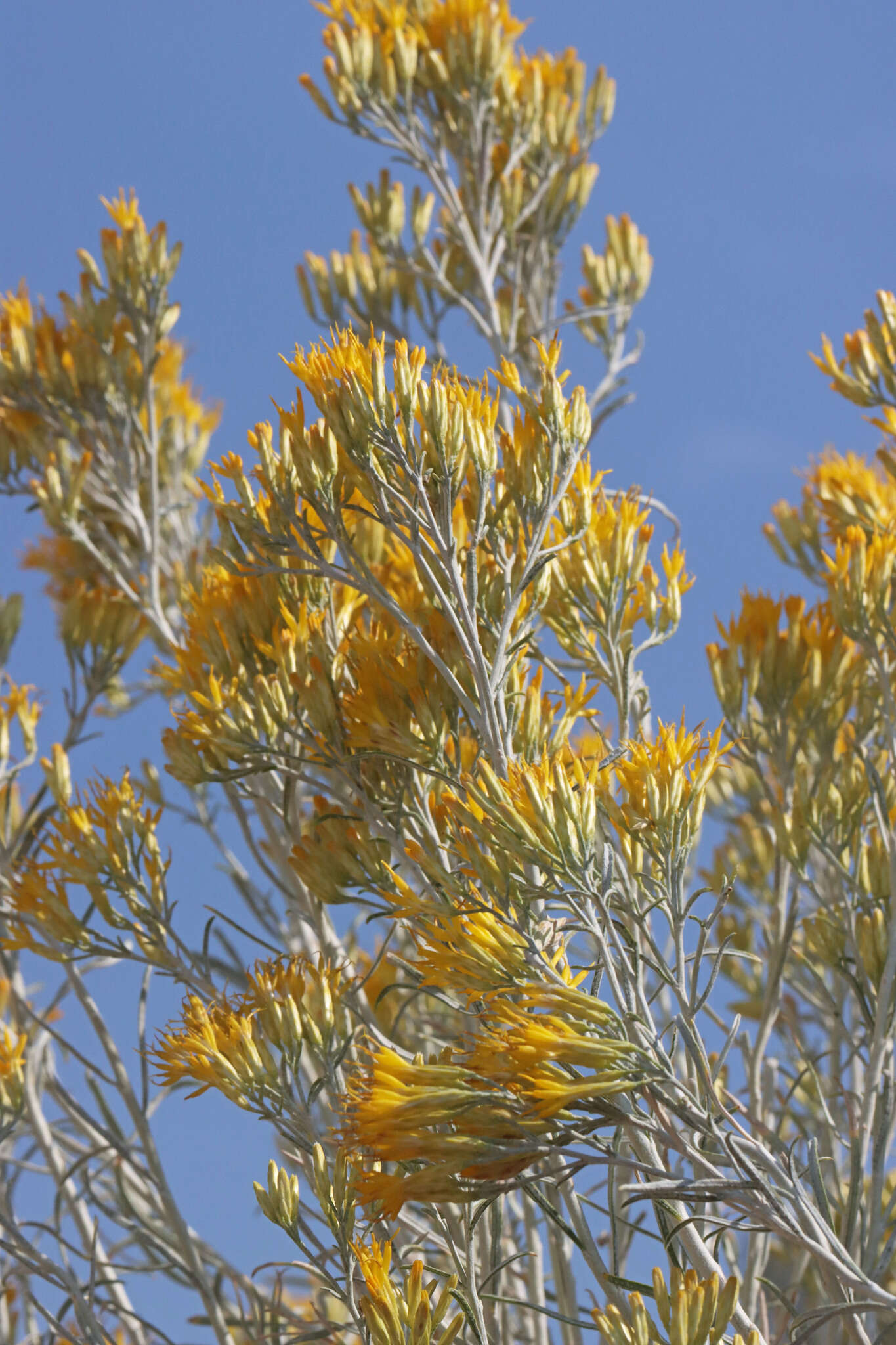 Image of Ericameria nauseosa var. hololeuca (A. Gray) G. L. Nesom & G. I. Baird