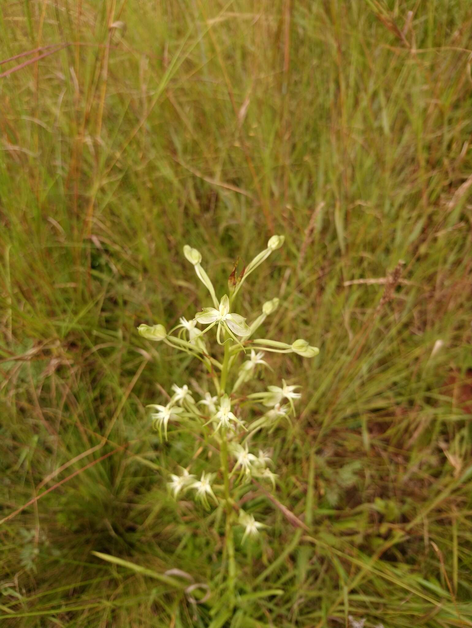 Habenaria nyikana Rchb. fil. resmi