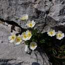 Sivun Ranunculus traunfellneri Hoppe kuva