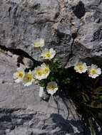 Image of Ranunculus traunfellneri Hoppe