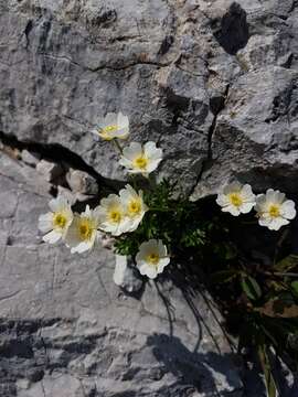 Image of Ranunculus traunfellneri Hoppe