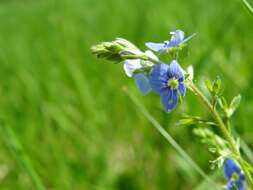 Image of bird's-eye speedwell