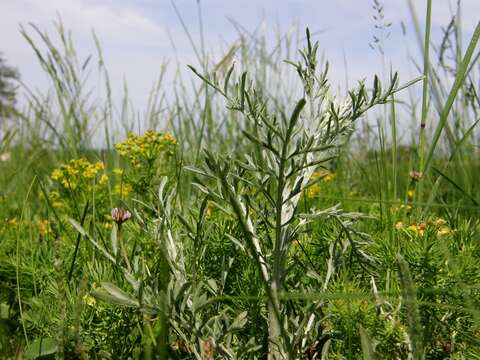 Image of spotted knapweed